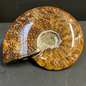 Fossil of Ammonite "fern" from Madagascar - EA46