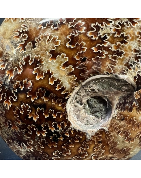 Fossil of Ammonite "fern" from Madagascar - EA46