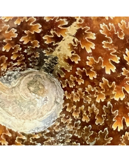 Fossil of Ammonite "fern" from Madagascar - EA11