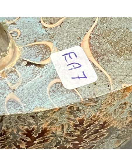 Fossil of Ammonite "fern" from Madagascar - EA7