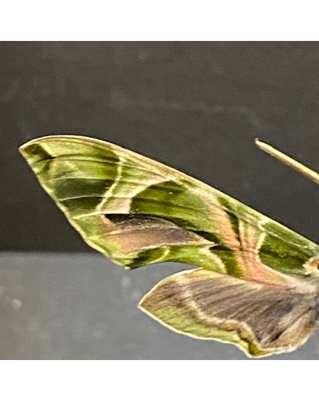 Little butterfly glass dome: lyropteryx apollonia