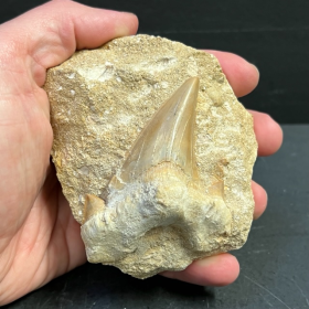 Dent de requin Fossile sur roche: Otodus Obliquus - DF25