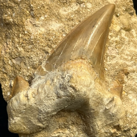 Shark tooth fossil: Otodus Obliquus - Model DF25