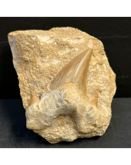 Shark tooth fossil: Otodus Obliquus - Model DF25
