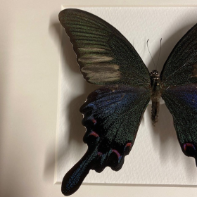 Cadre entomologique - Papilio Bianor