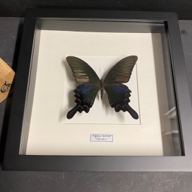 Cadre entomologique - Papilio Bianor