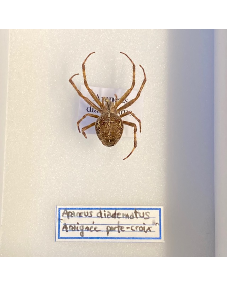 Entomological box - Araneus diadematus - aberration - 9x12cm