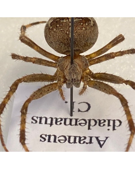 Entomological box - Araneus diadematus - aberration - 9x12cm