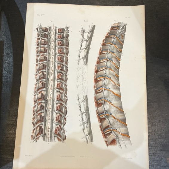 Anatomic lithography: "L'Anatomie de L'Homme" by Bourgery and Jacob -1866