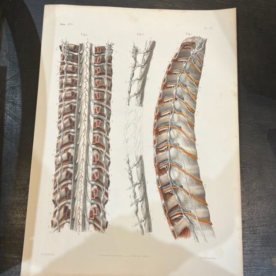 Planche d'Anatomie: "L'Anatomie de L'Homme" par le Dr Bourgery - Tome 3 - 1844 - Lithographie
