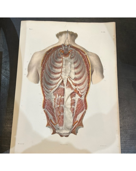 Anatomic lithography: "L'Anatomie de L'Homme" by Bourgery and Jacob -1866