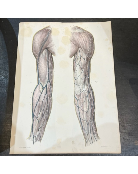 Anatomic lithography: "L'Anatomie de L'Homme" by Bourgery and Jacob -1866