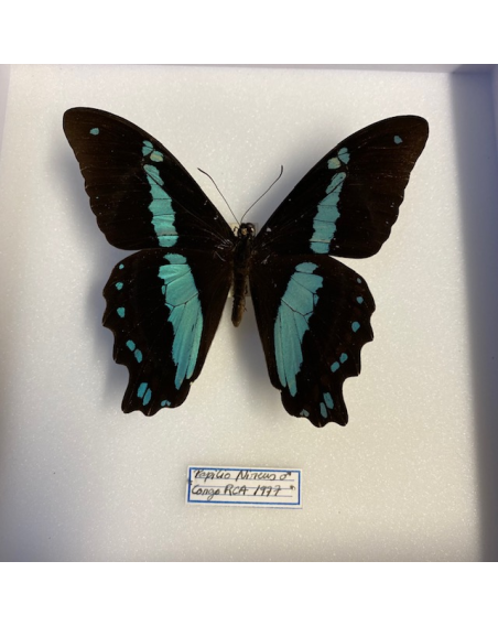 Papilio Nireus : Entomological box