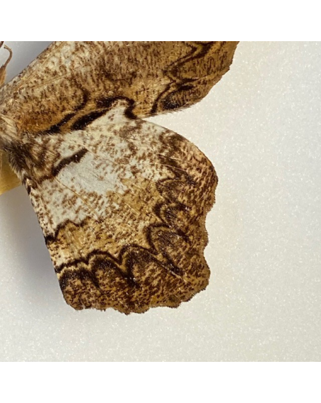 Loxolomia serpentina : Entomological box