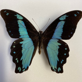 Papilio Bromus : Boîte entomologique reliée