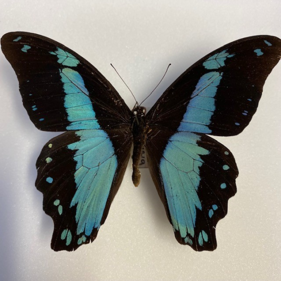 Papilio Bromus : Entomological box