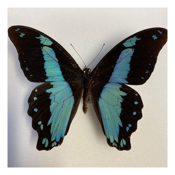 Papilio Bromus : Boîte entomologique reliée