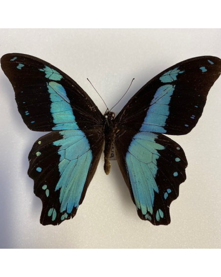 Papilio Bromus : Entomological box
