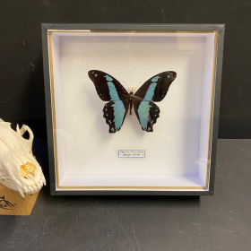 Papilio Bromus : Entomological box