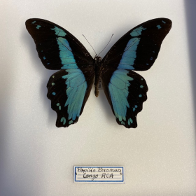 Papilio Bromus : Boîte entomologique reliée