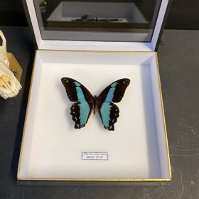 Papilio Bromus : Entomological box