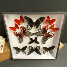 Composition entomologique: Papillons Rumanzovia, Memnon et Sangaris - Boîte reliée 32x32cm