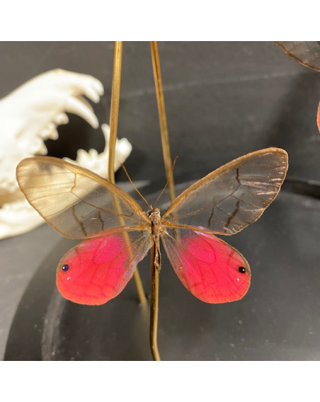 Flight of butterflies: cithaerias merolina under glass