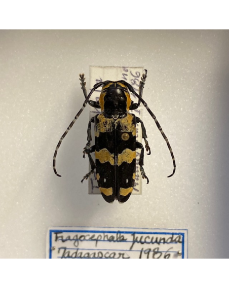 small Entomological Box - fragocephala jucunda- 10x10cm