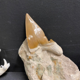 Shark tooth fossil: Otodus Obliquus - Model DF6