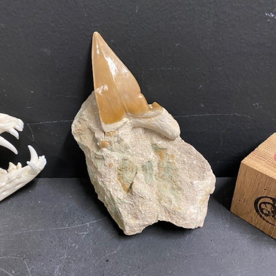 Dent de requin Fossile sur roche: Otodus Obliquus - DF6