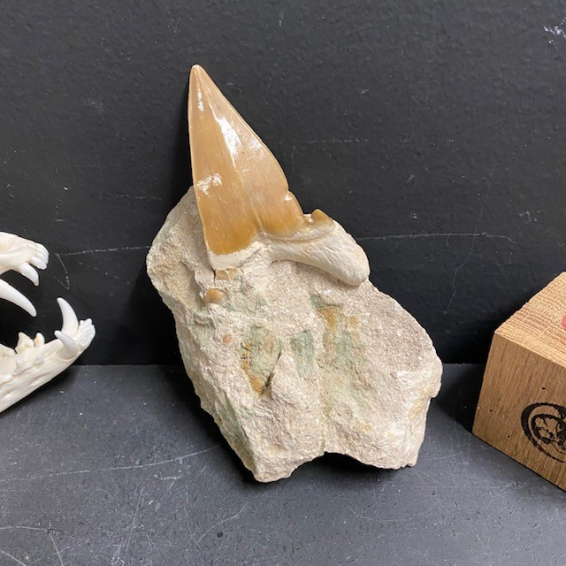 Shark tooth fossil: Otodus Obliquus - Model DF6