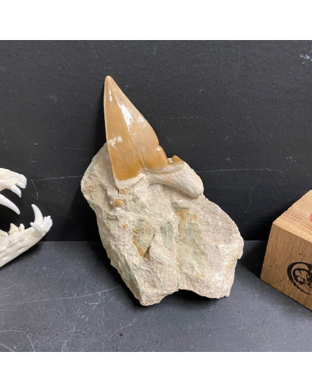 Shark tooth fossil: Otodus Obliquus - Model DF6