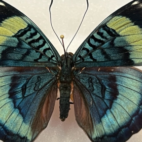 Entomological Box - Panacea Prola butterfly