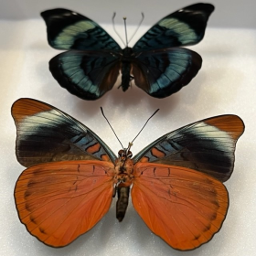 Entomological Box - Panacea Prola butterflies
