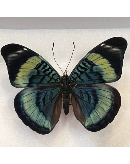 Entomological Box - Panacea Prola butterfly