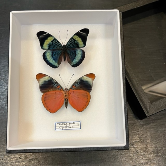 Entomological Box - Panacea Prola butterfly