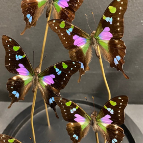 Flight of Butterflies: Graphium weiskei under belll