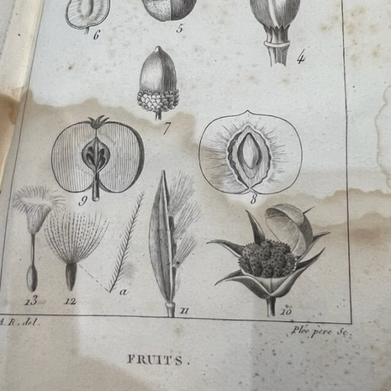 Nouveaux élémens de Botanique - Antique botanic book of 1828 - Achille RICHARD