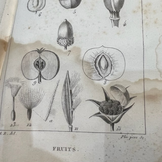 Nouveaux élémens de Botanique - Achille Richard - Livre ancien de 1828