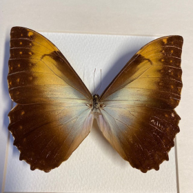 Cadre entomologique - Morpho Hecuba LBM