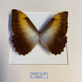 Cadre entomologique - Morpho Hecuba LBM