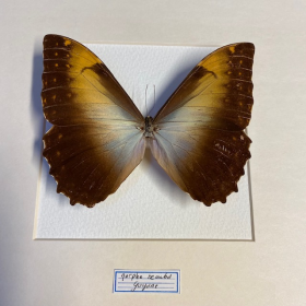 Entomological frame - Morpho Hecuba