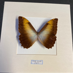 Cadre entomologique - Morpho Hecuba LBM