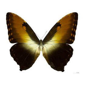 Entomological frame - Morpho Hecuba