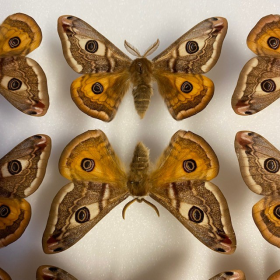 Boite entomologique: création petits paon de nuit LBM