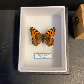 Entomological Box - Aglais urticae butterfly - 9x12cm