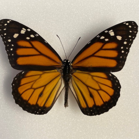 Entomological box - Danaus chrysippus - Little Monarch