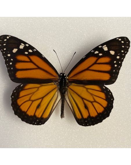 Entomological box - Danaus chrysippus - Little Monarch