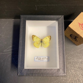 Entomological box - Pieris rapae - 9x12cm