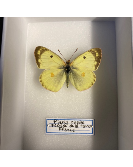 Entomological box - euscorpius flavicaudis